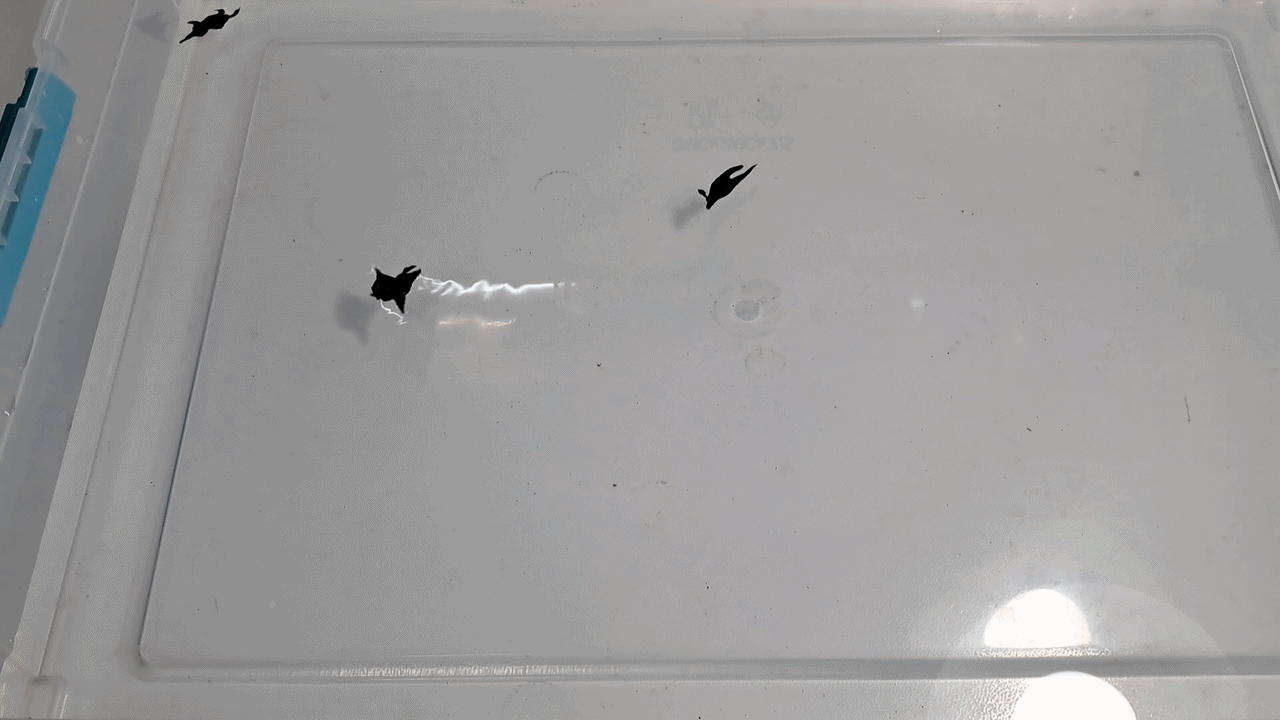Nitrocellulose Amoeba and Nitrocellulose Worm