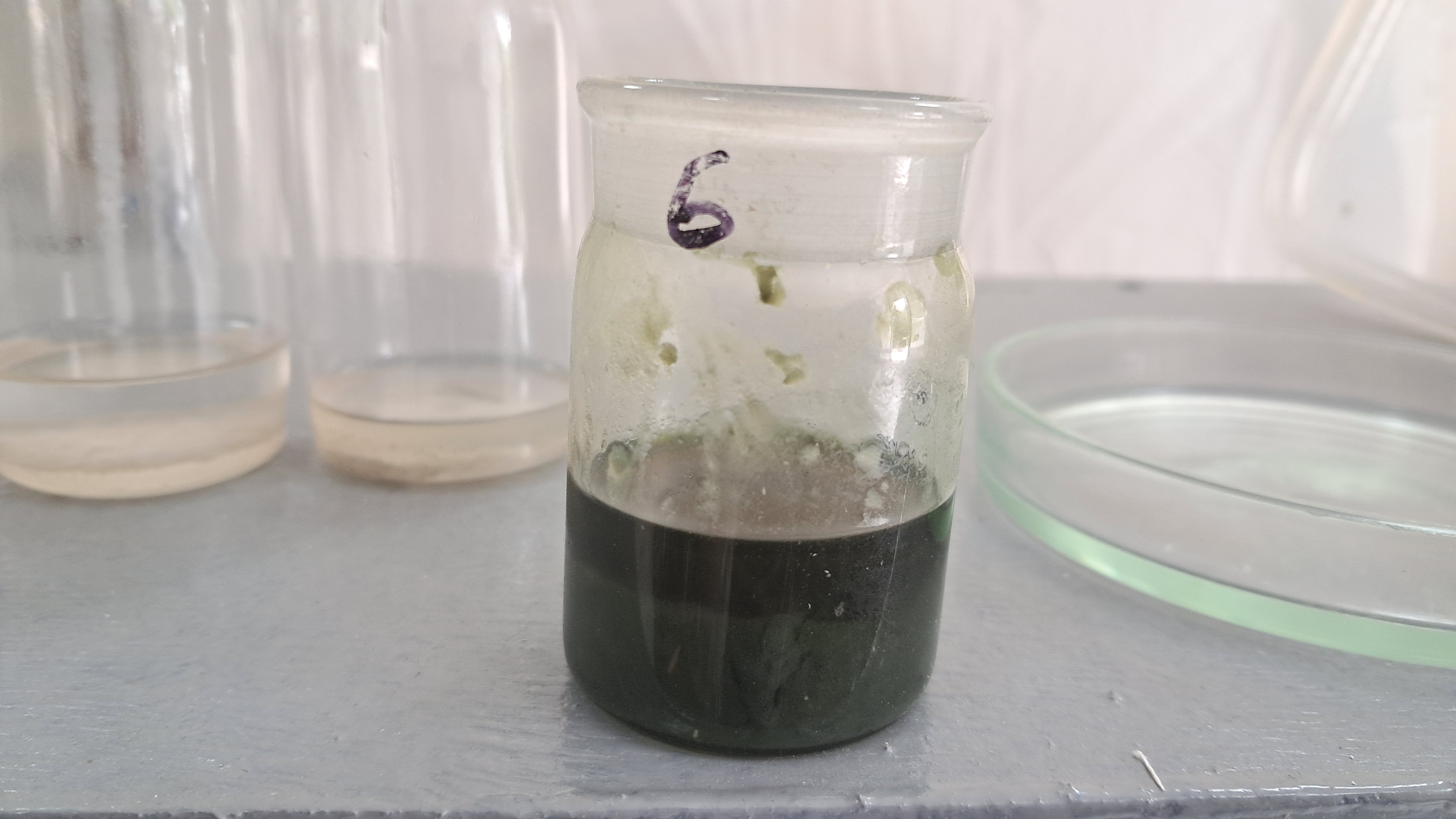 Nitrocellulose Amoeba and Nitrocellulose Worm
