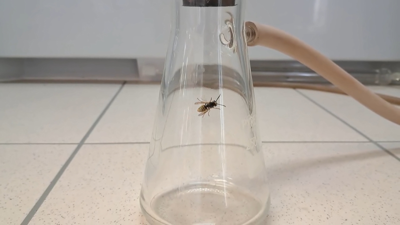 Wasp in Vacuum