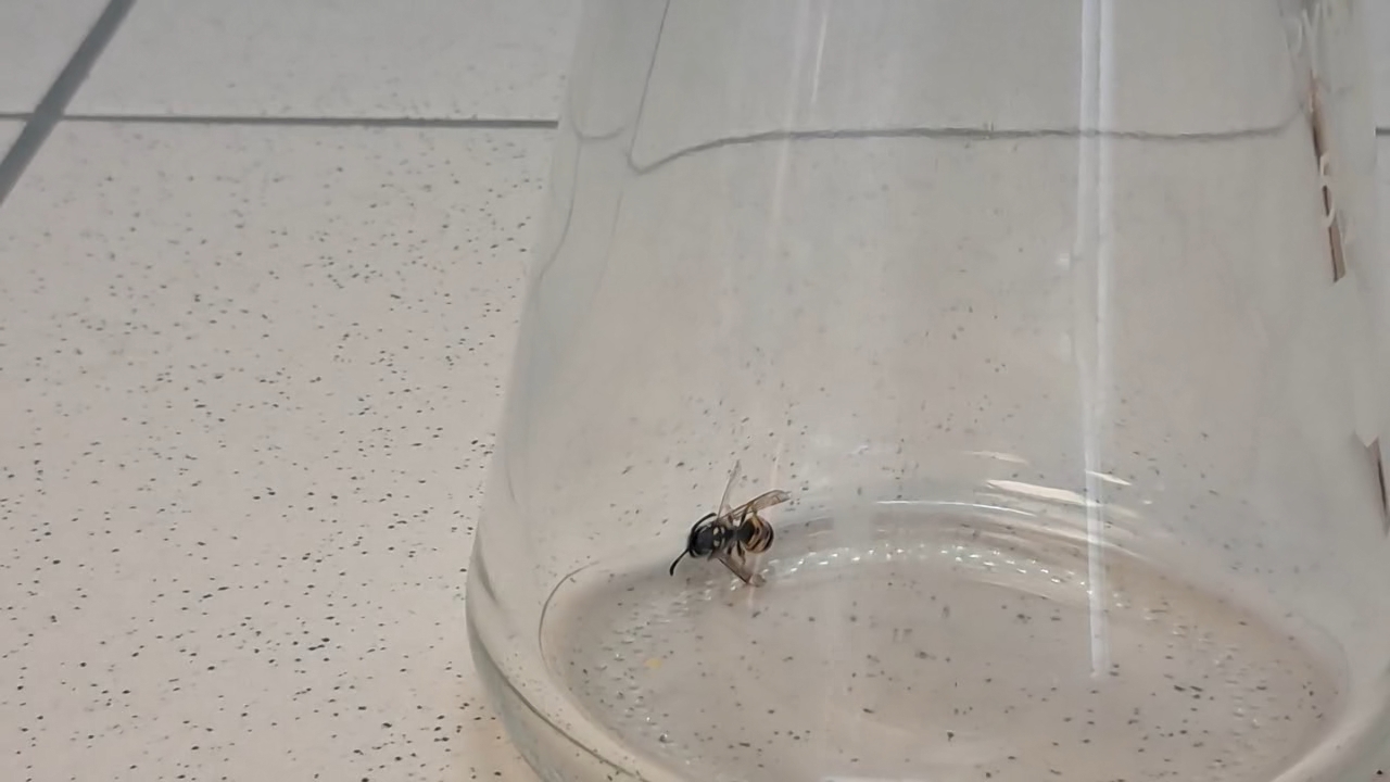 Wasp in Vacuum