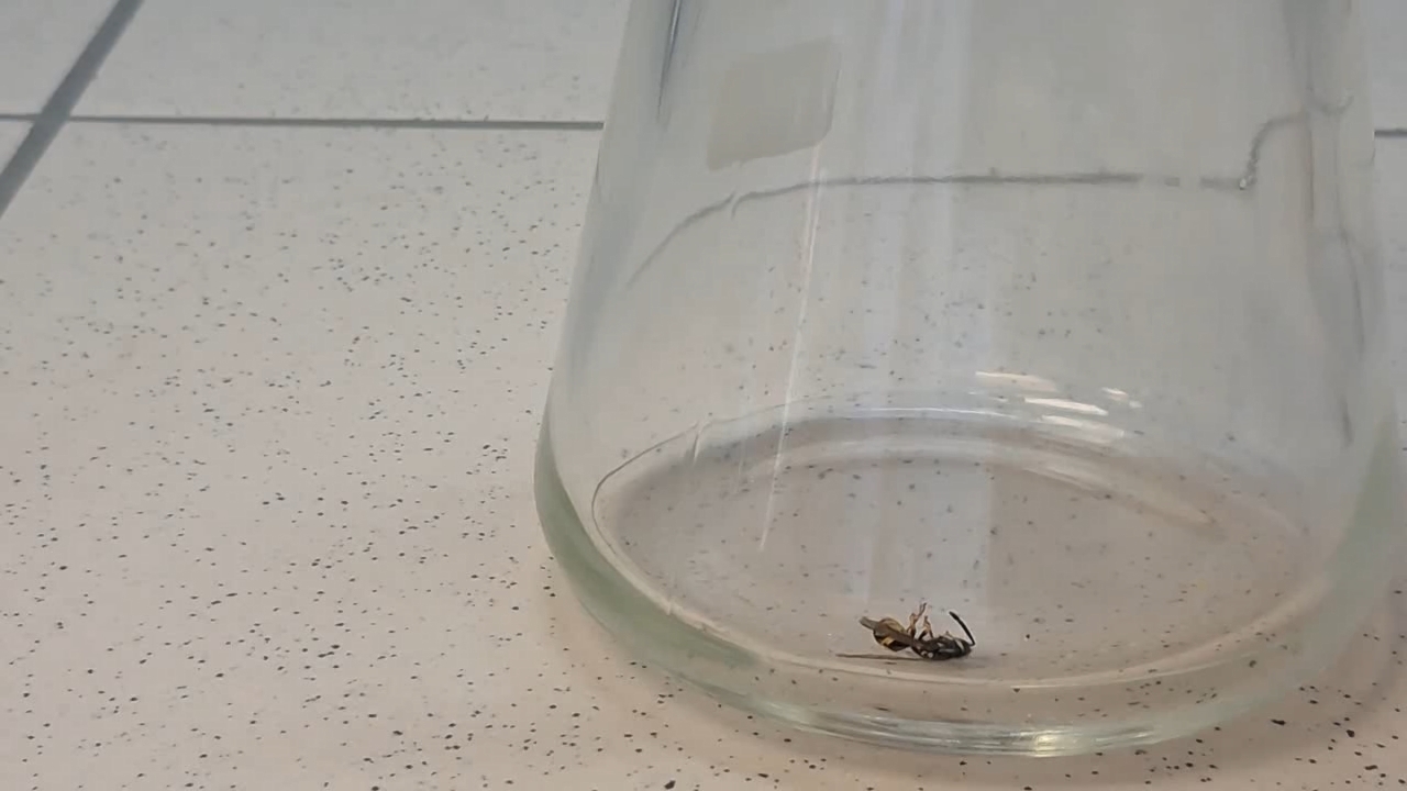 Wasp in Vacuum