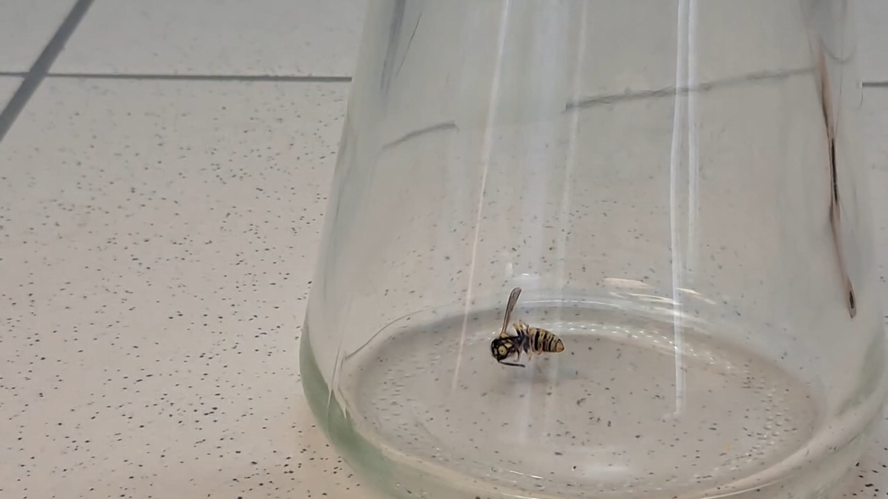 Wasp in Vacuum