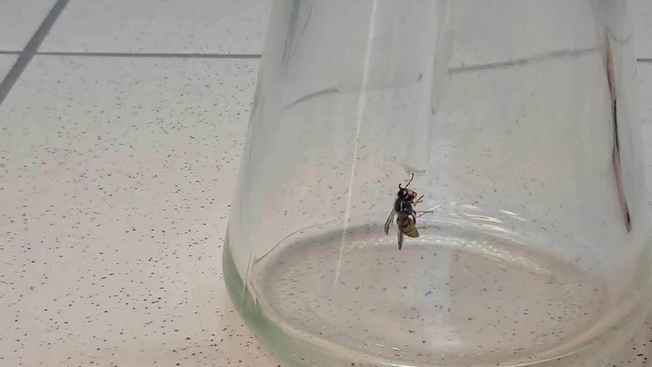 Wasp in Vacuum