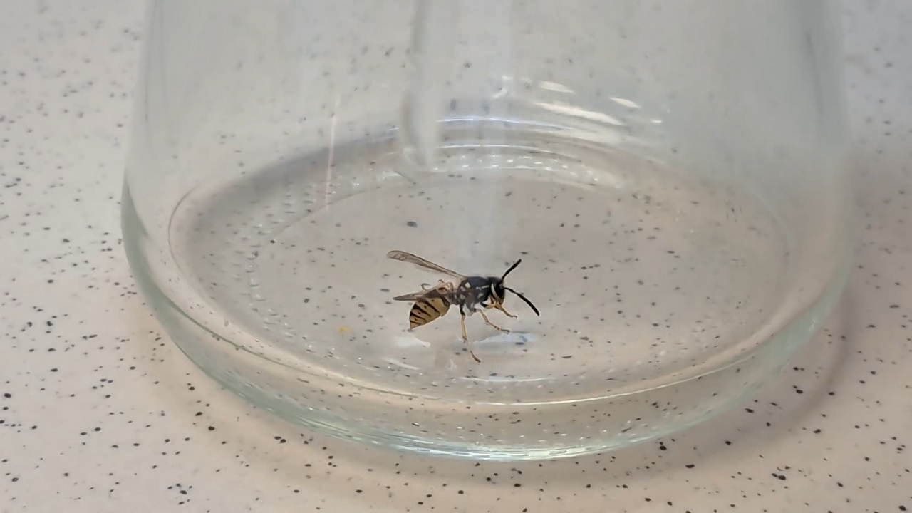 Wasp in Vacuum
