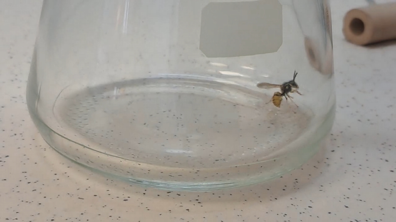 Wasp in Vacuum