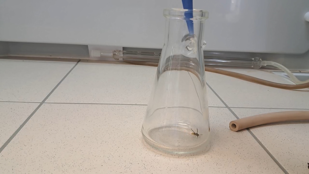 Wasp in Vacuum