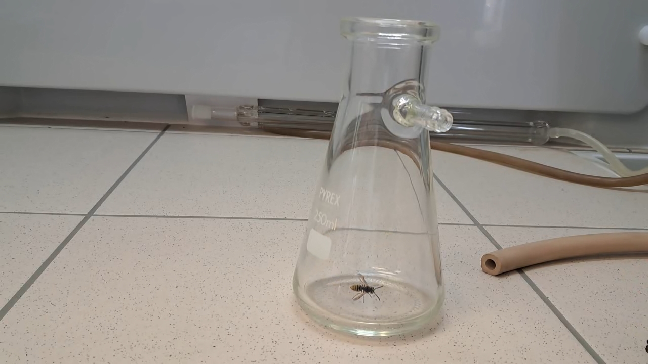 Wasp in Vacuum