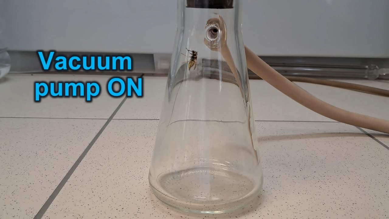 Wasp in Vacuum
