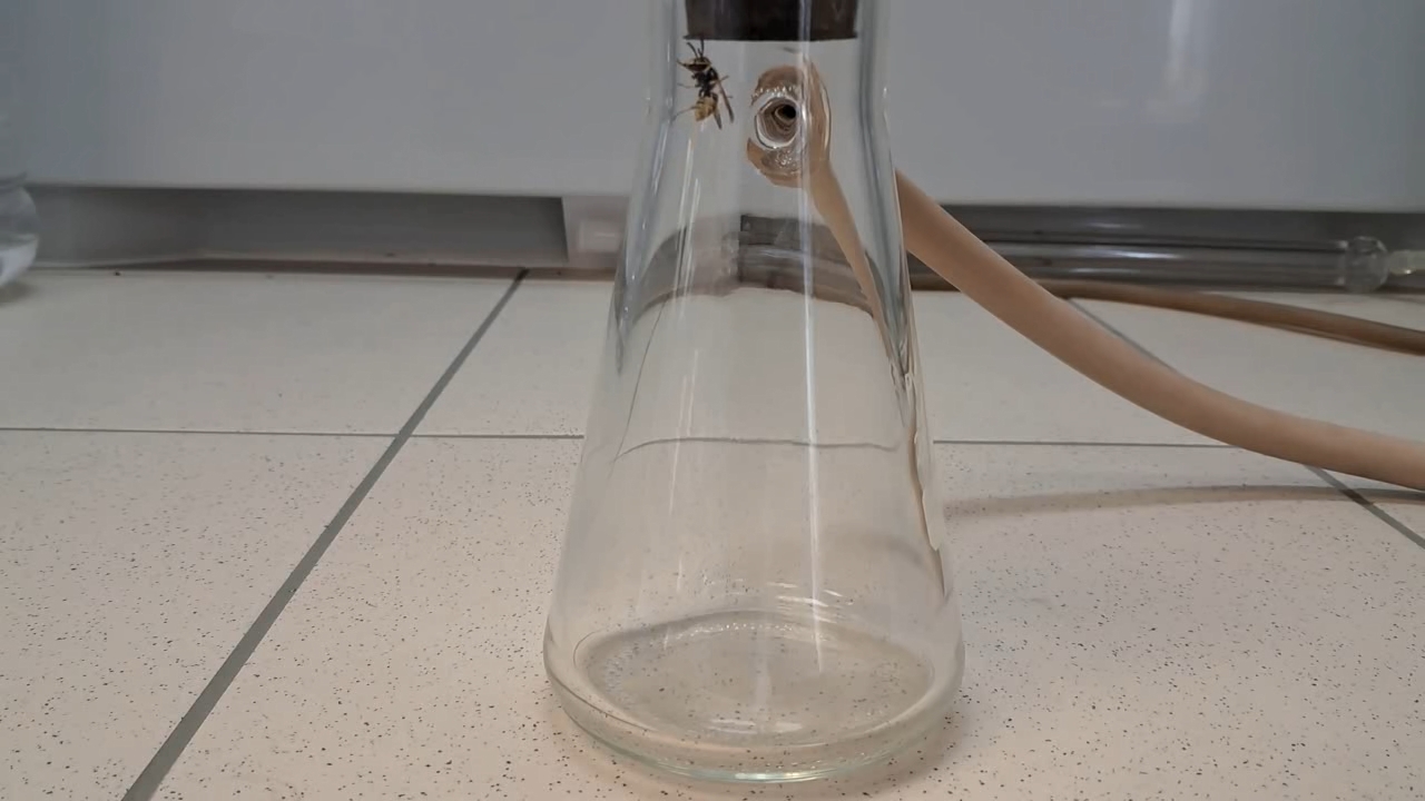 Wasp in Vacuum