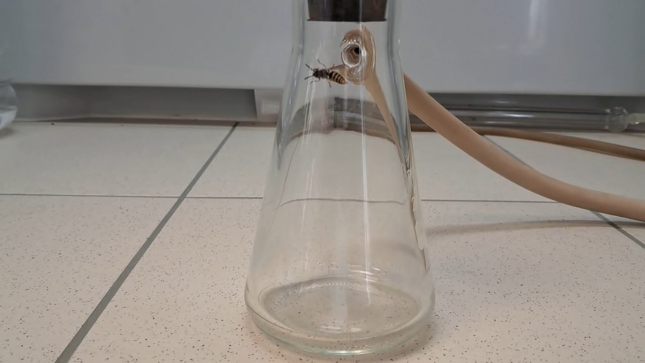 Wasp in Vacuum