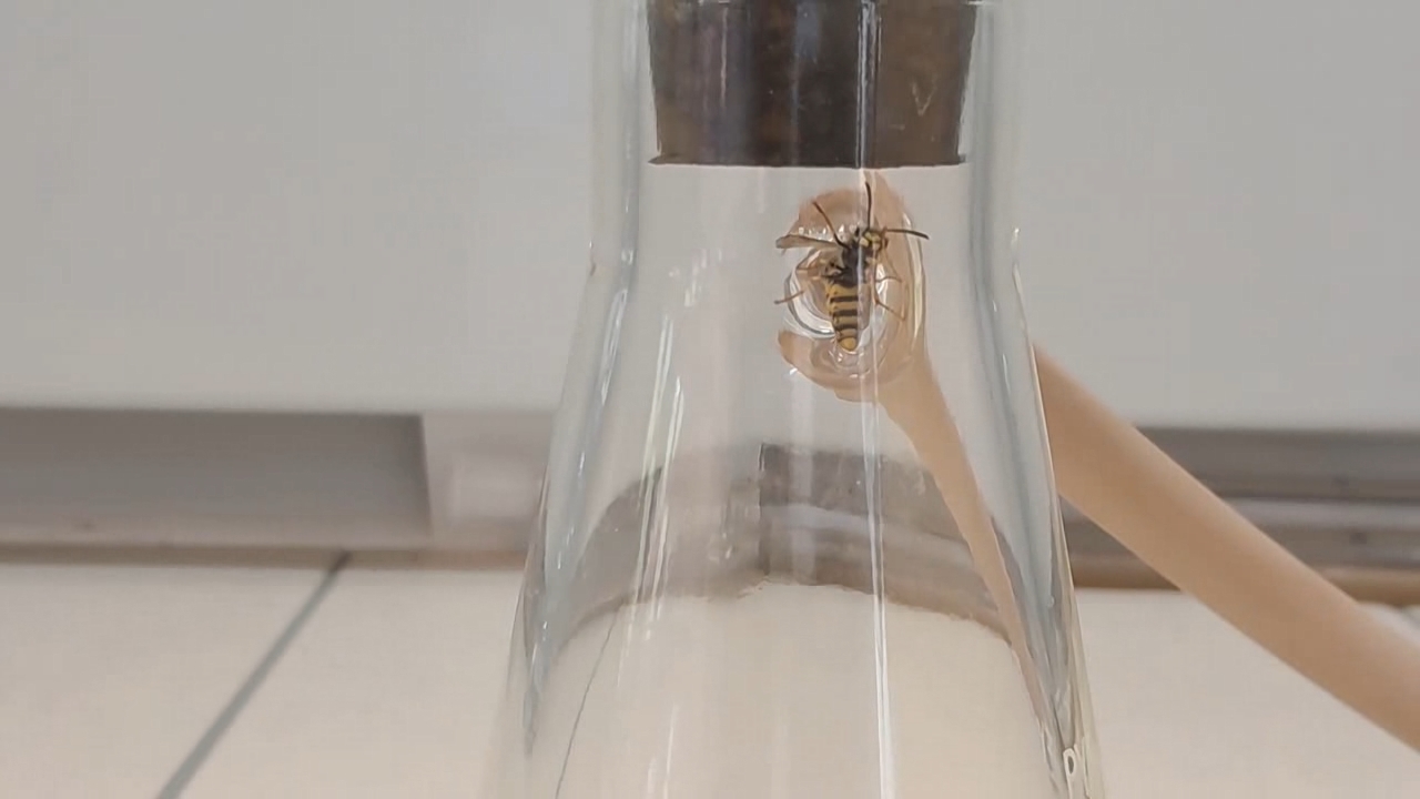 Wasp in Vacuum