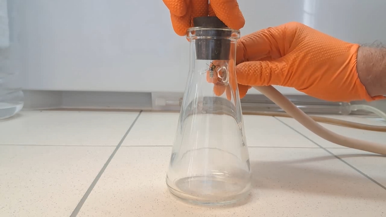 Wasp in Vacuum