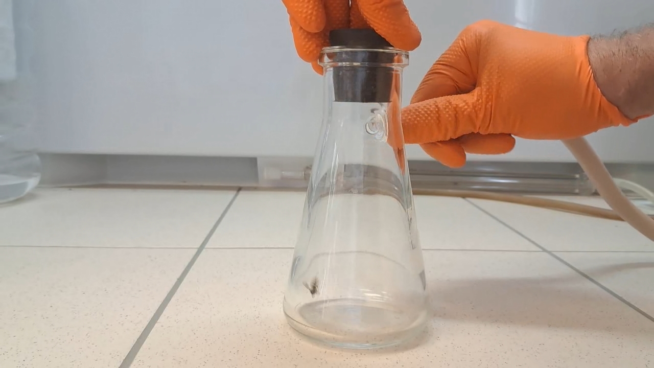 Wasp in Vacuum
