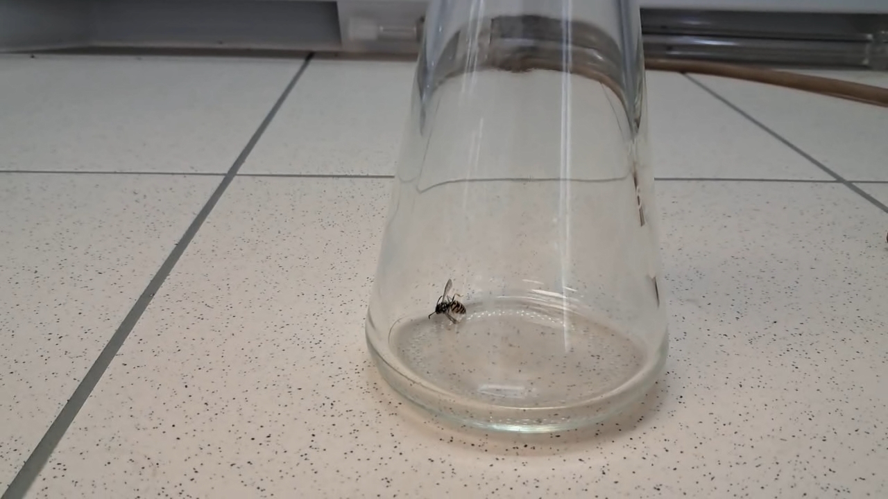 Wasp in Vacuum