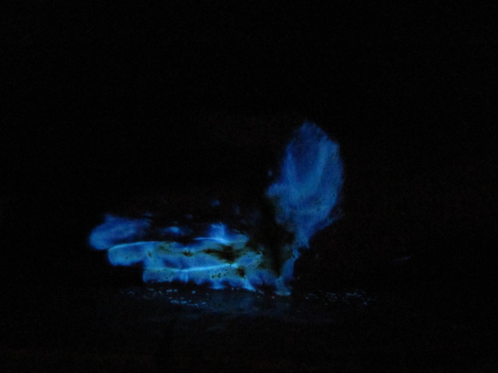  . Glowing Hand (Luminescence of Luminol)