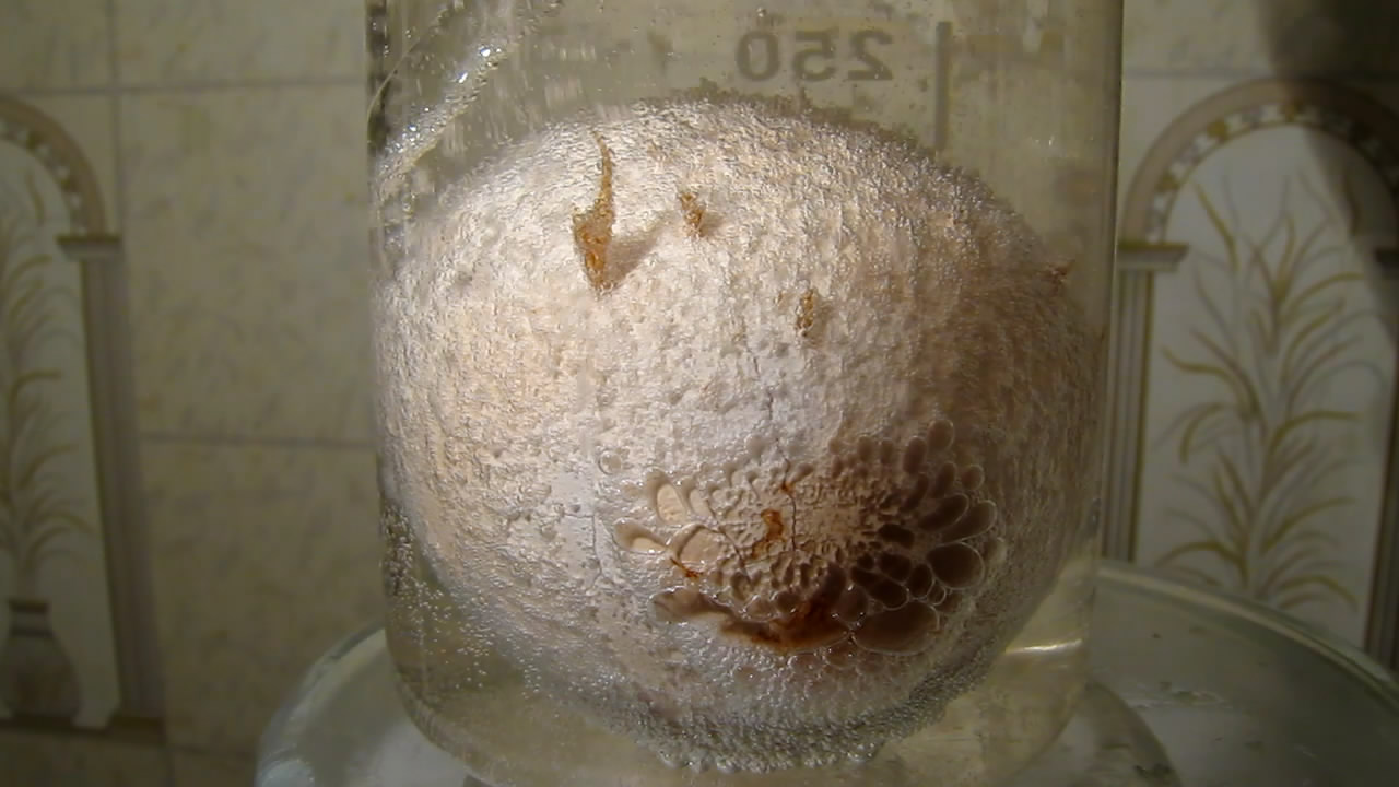     . Chicken egg and citric acid
