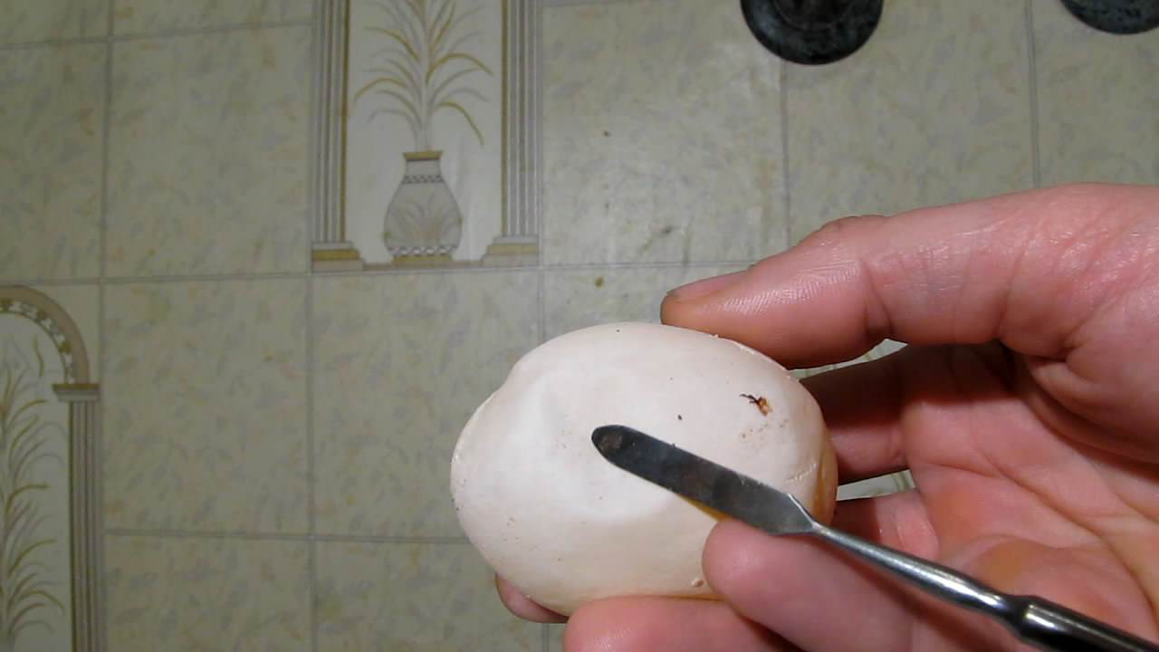     . Chicken egg and citric acid