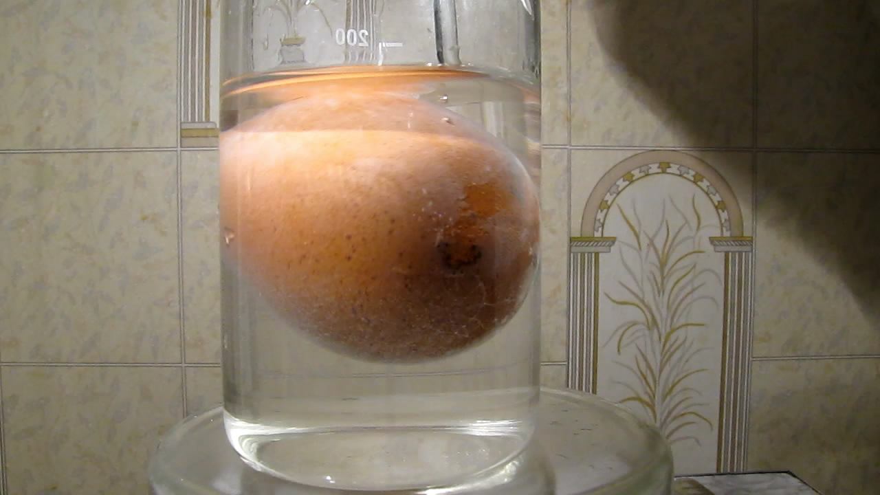     . Chicken egg and citric acid