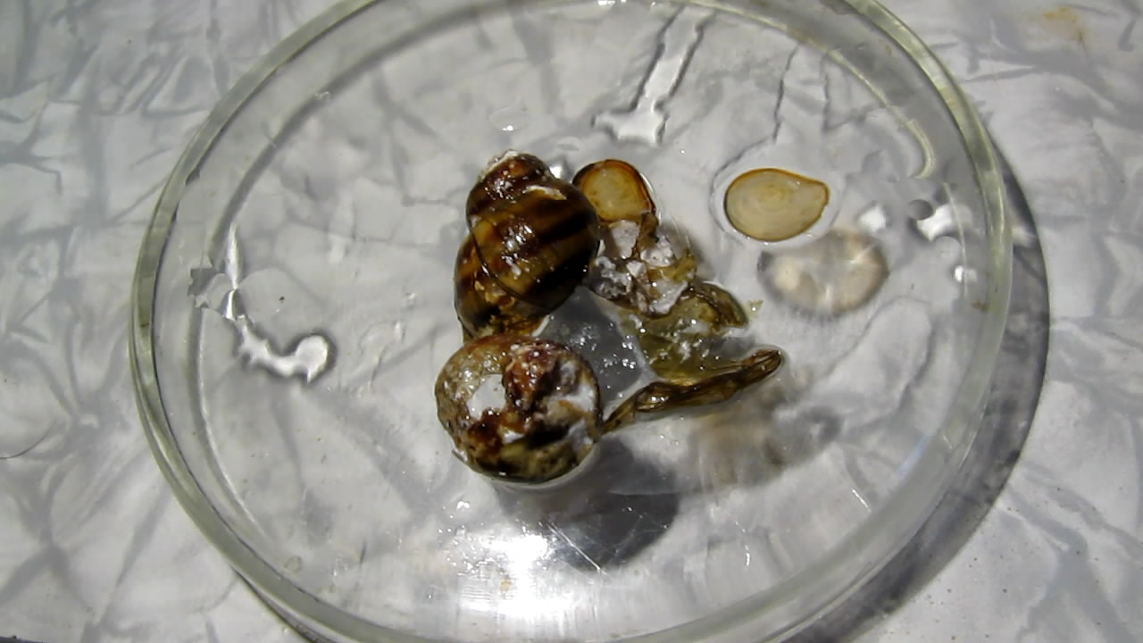 Раковины моллюсков и лимонная кислота. Mollusk shells and citric acid
