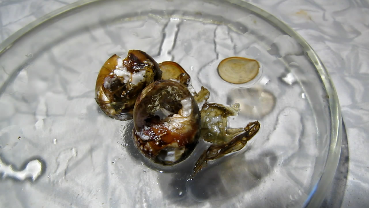     . Mollusk shells and citric acid