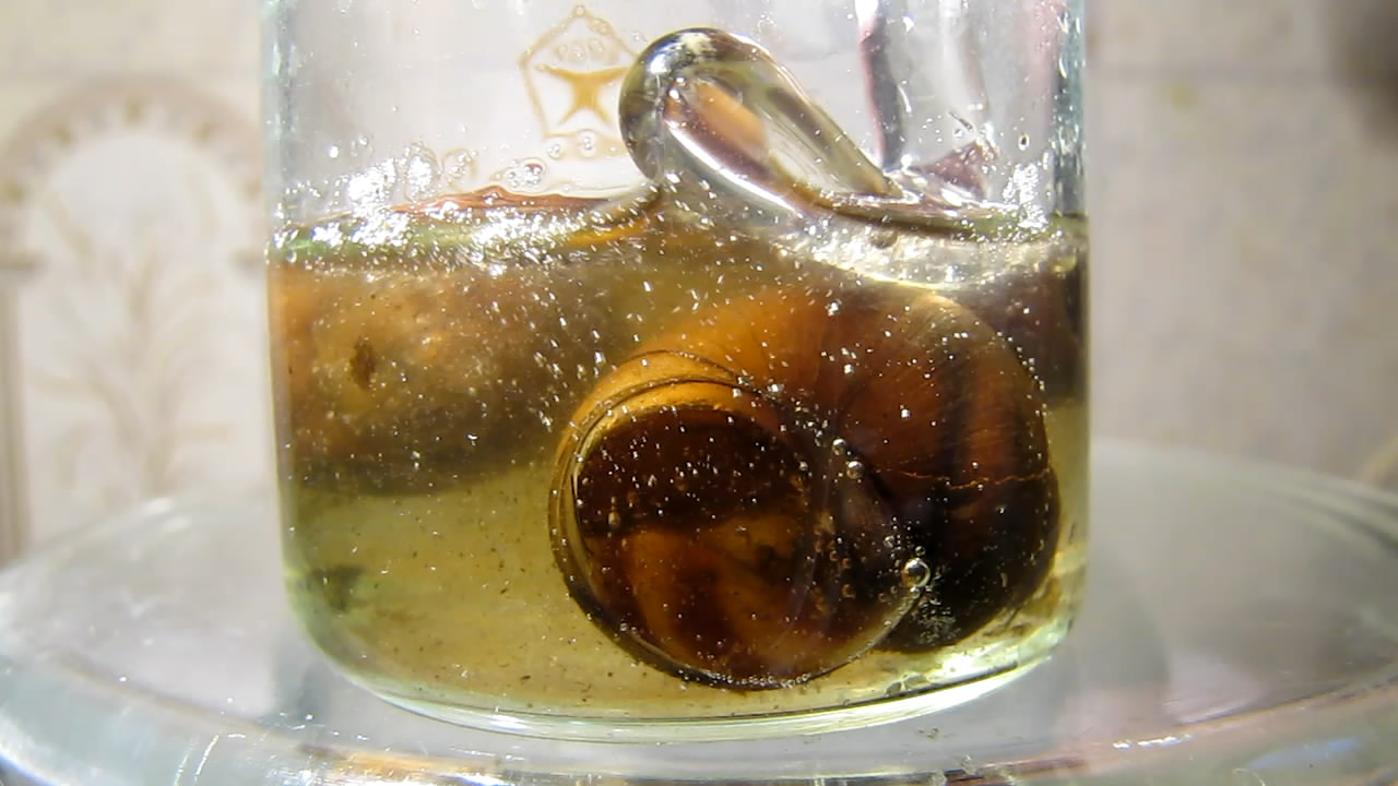 Раковины моллюсков и лимонная кислота. Mollusk shells and citric acid