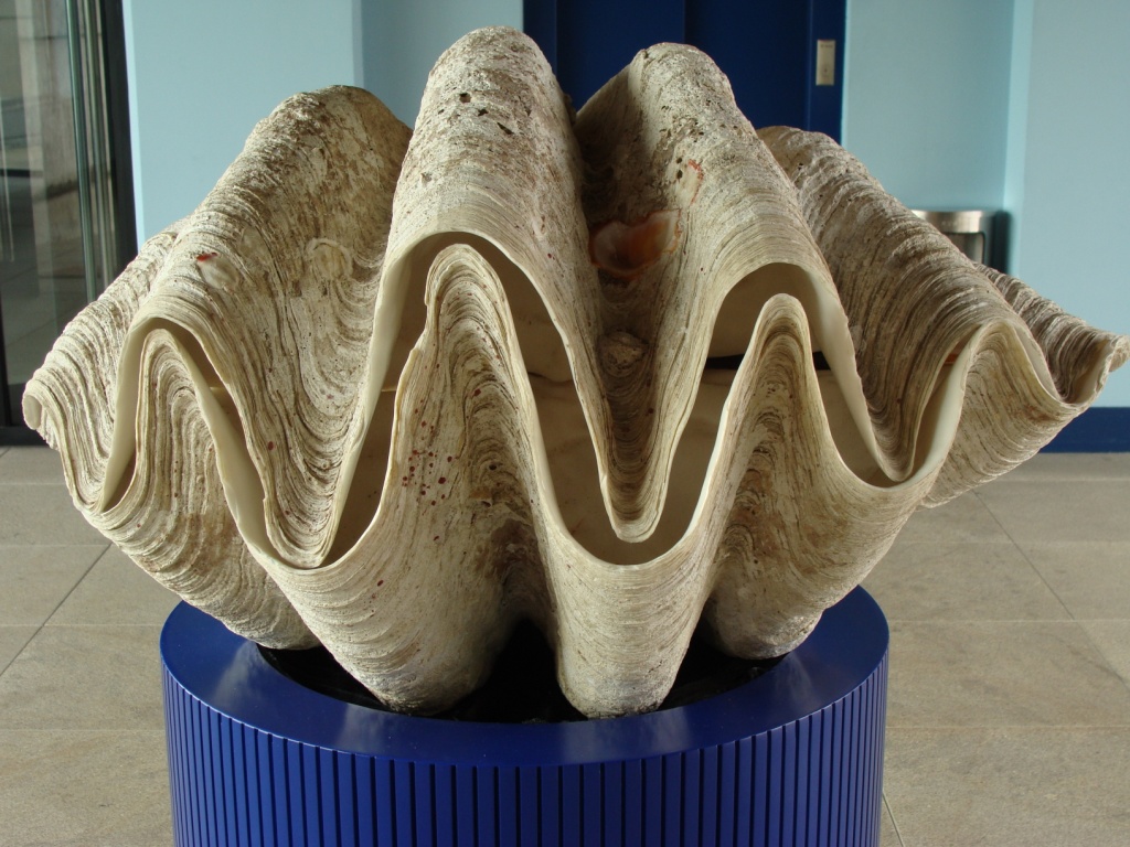 Тридакна гигантская (Tridacna gigas)