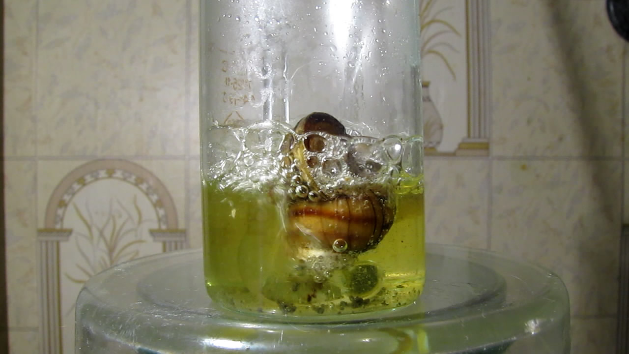      . Mollusk shells and concentrated hydrochloric acid