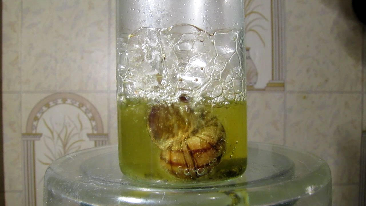 Раковины моллюсков и концентрированная соляная кислота. Mollusk shells and concentrated hydrochloric acid