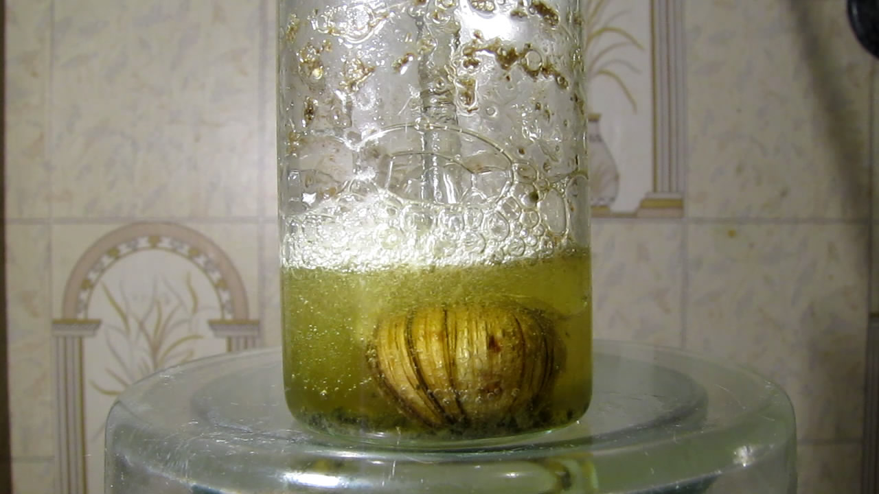      . Mollusk shells and concentrated hydrochloric acid
