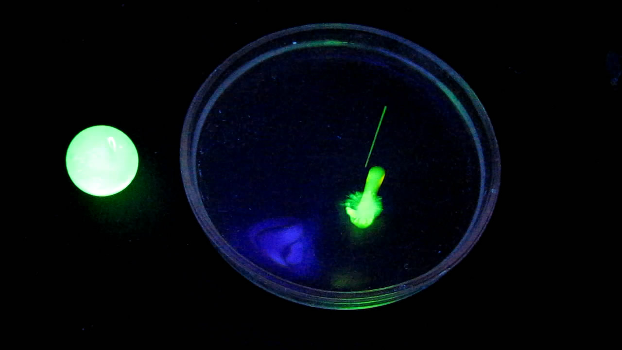  ,  ,    . Uranium glass, uranyl nitrate, fluorescein and black light lamp (ultraviolet light)