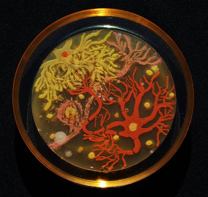   . Microbiological art competition