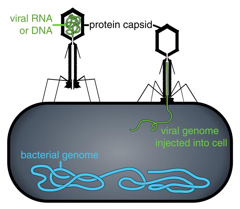 ³. Viruses