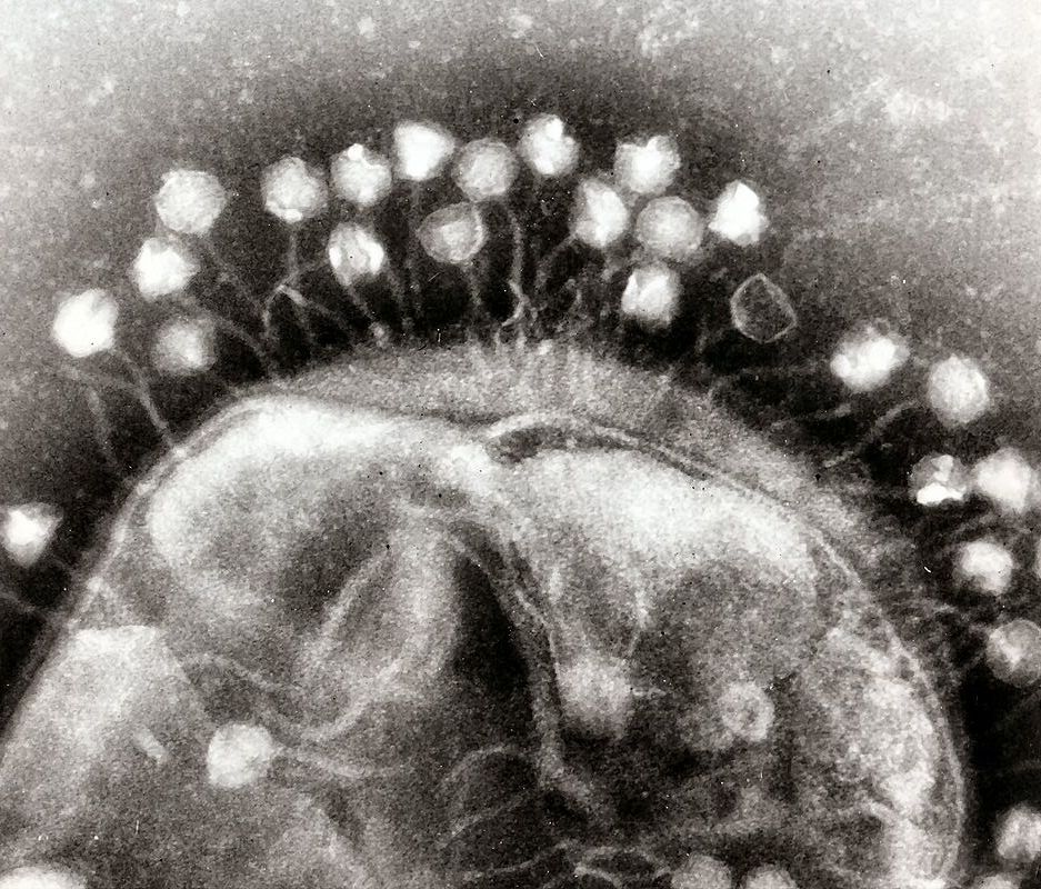 ³. Viruses