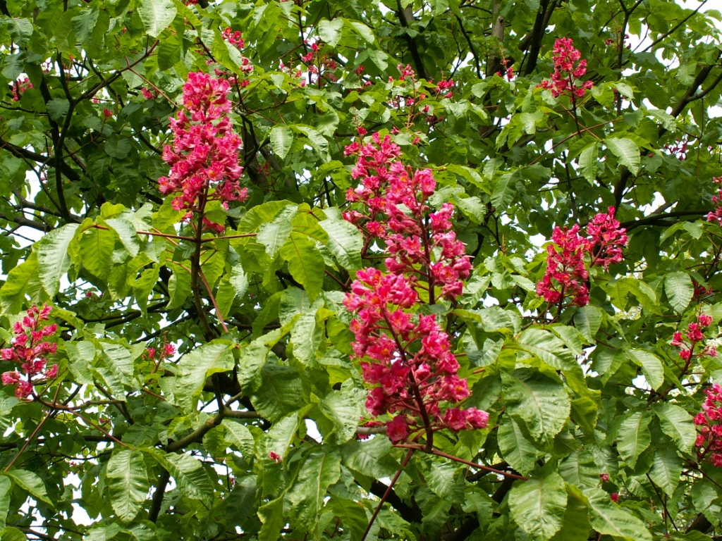 Red horse-chestnut flowers in atmosphere of ammonia