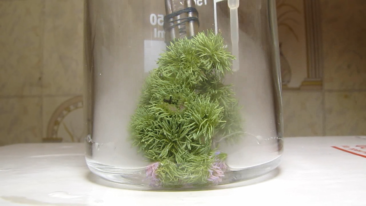 Ageratum Houstonianum flower, ammonia, acetic acid and hydrochloric acid