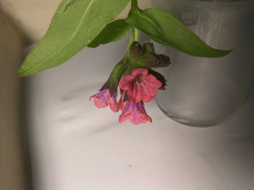Pulmonaria mollis flowers: treatment with ammonia and hydrochloric acid