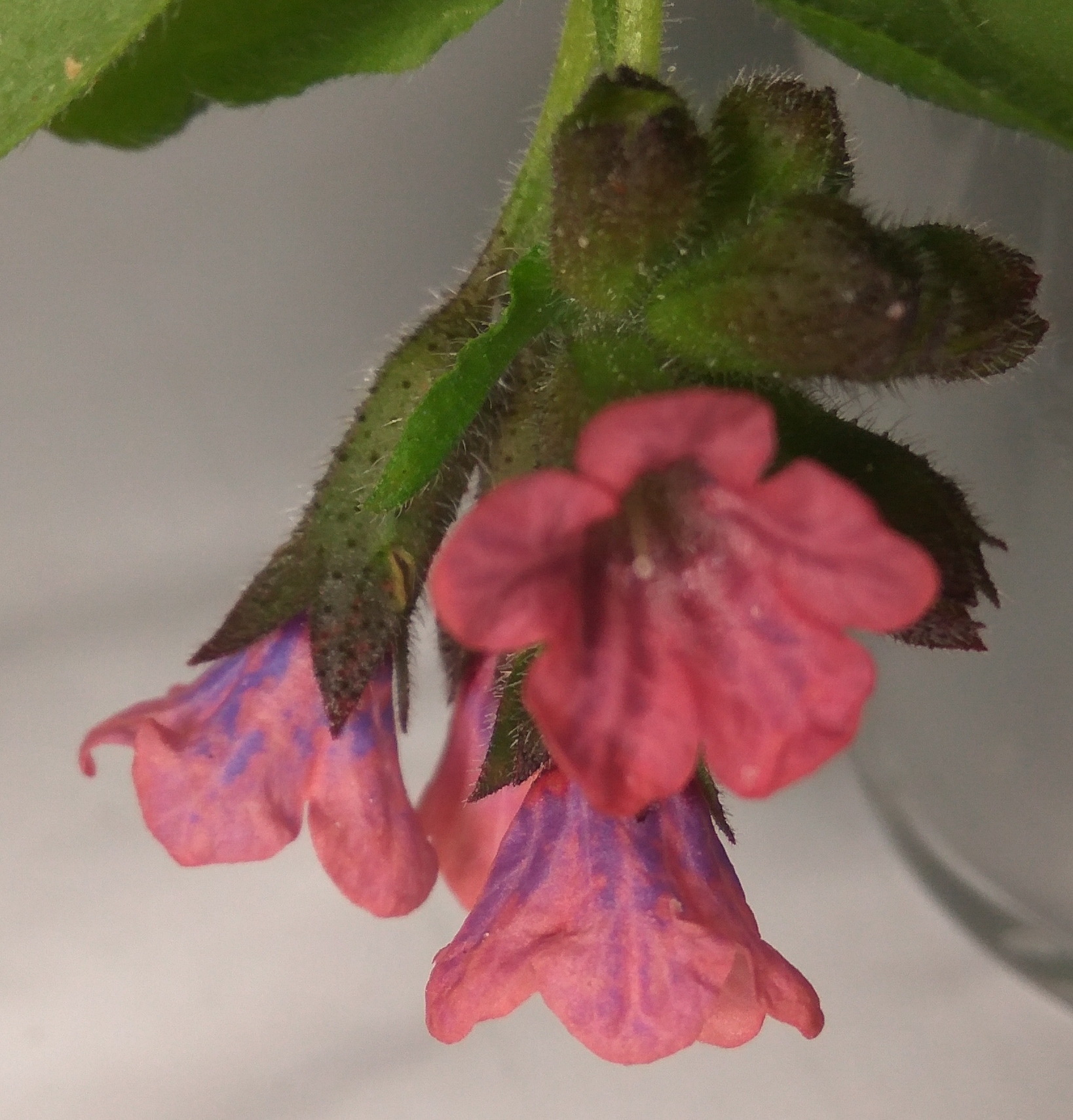 Pulmonaria mollis flowers: treatment with ammonia and hydrochloric acid