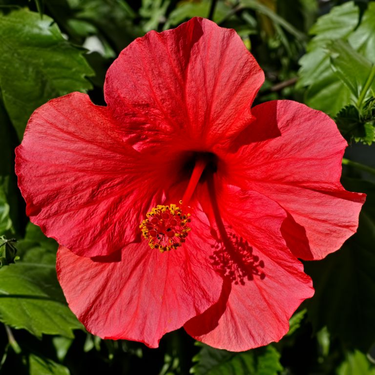 Hibiscus rosa-sinensis / ó   /  