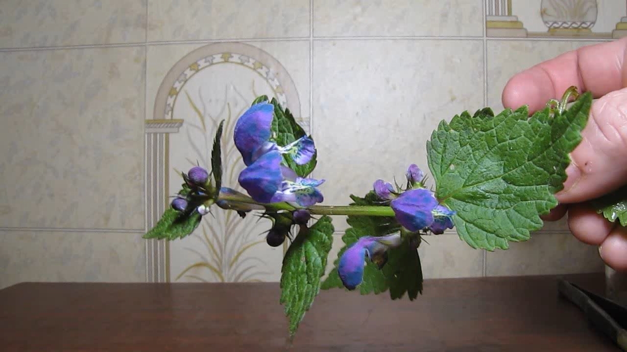 Lamium purpureum flowers: treatment with ammonia and hydrochloric acid