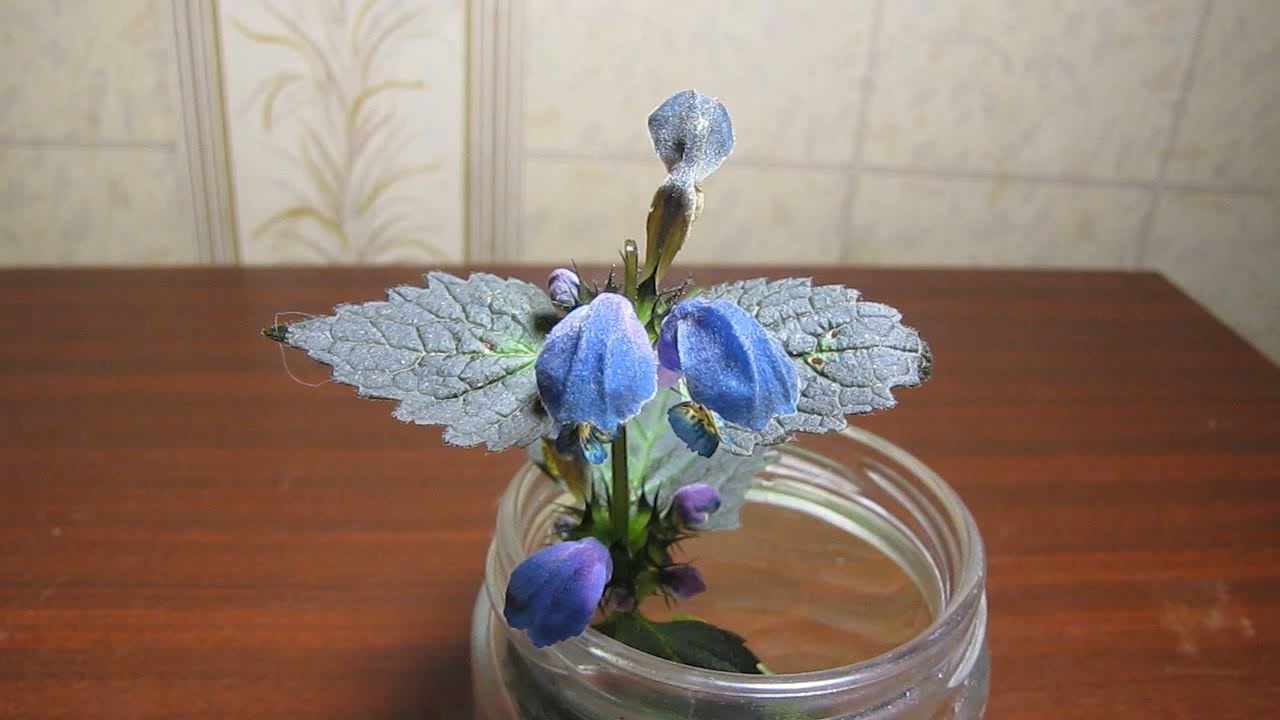 Lamium purpureum flowers: treatment with ammonia and hydrochloric acid