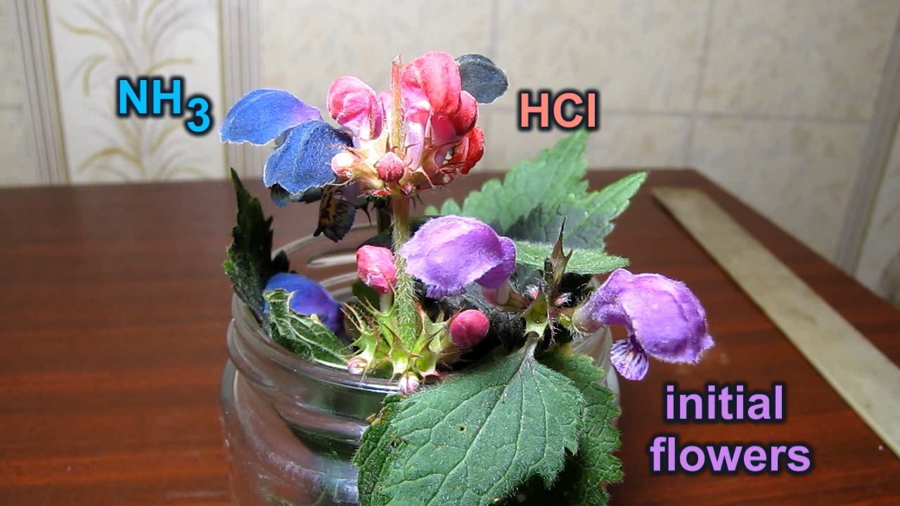 Flowers change colour: effect of alkalis and acids on plant dyes