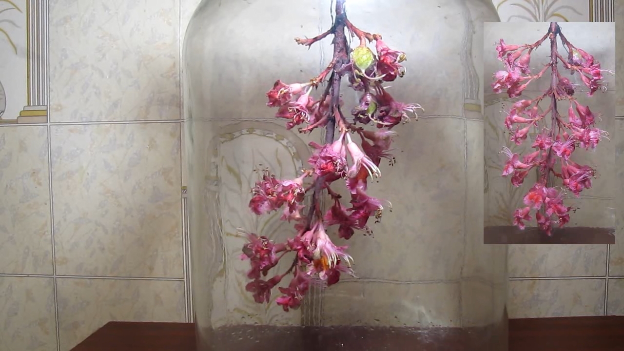 Red horse-chestnut flowers in atmosphere of ammonia