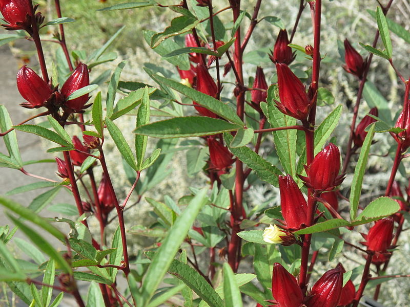 Hibiscus sabdariffa / Roselle plant