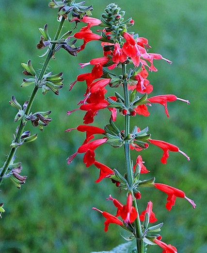 Salvia Coccinea
