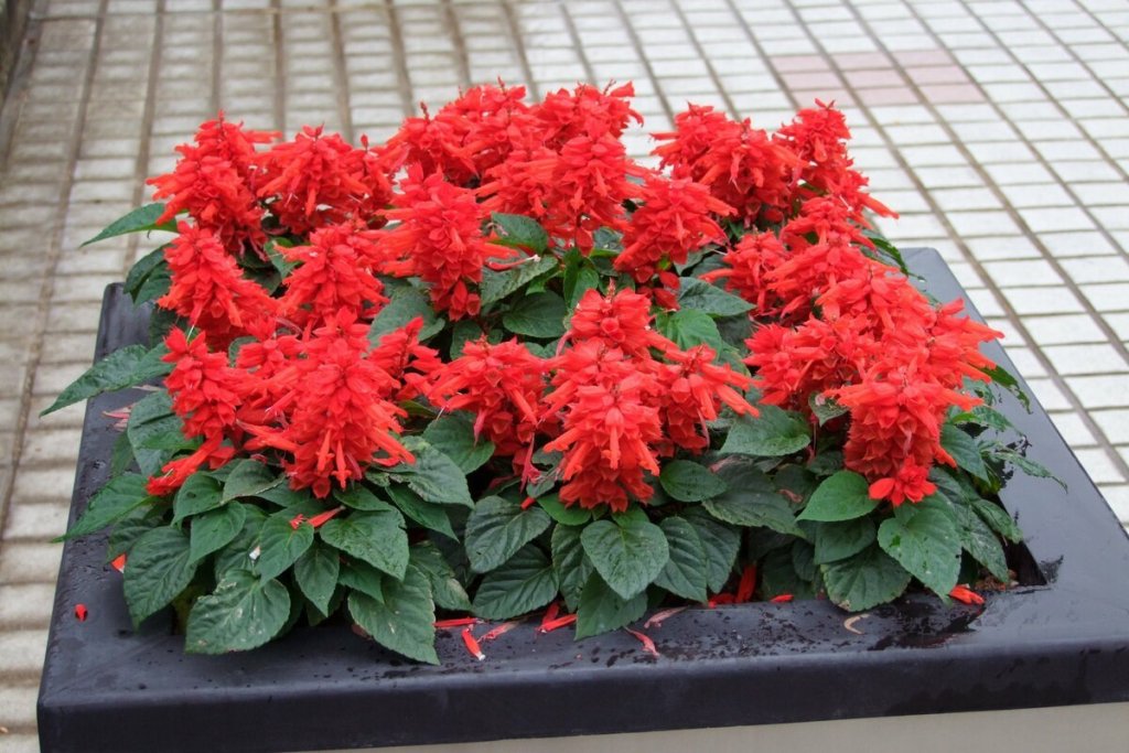 Salvia Splendens