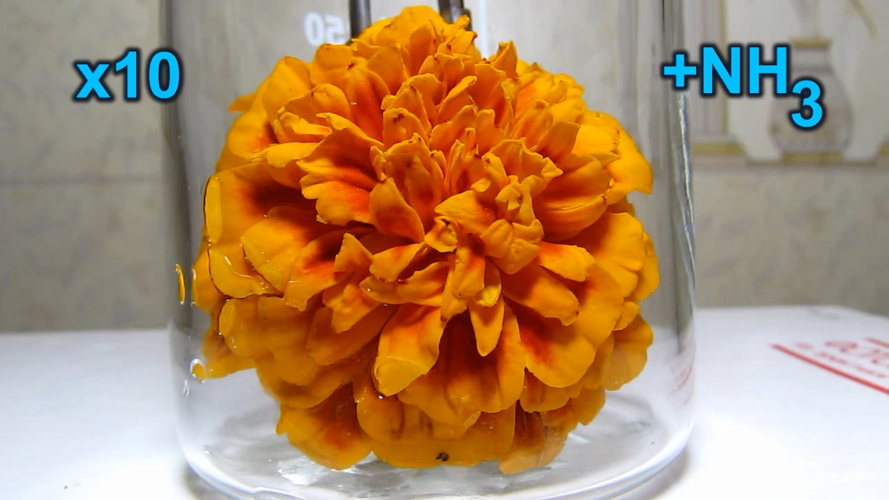 Tagetes flower and ammonia