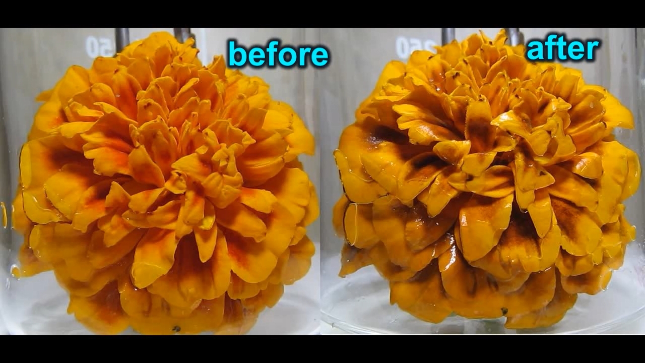 Tagetes flower and ammonia