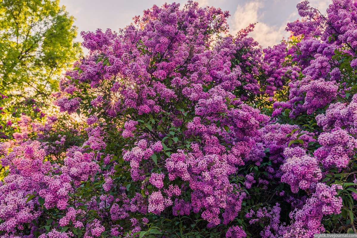 Lilac in the botanical garden (Kyiv)