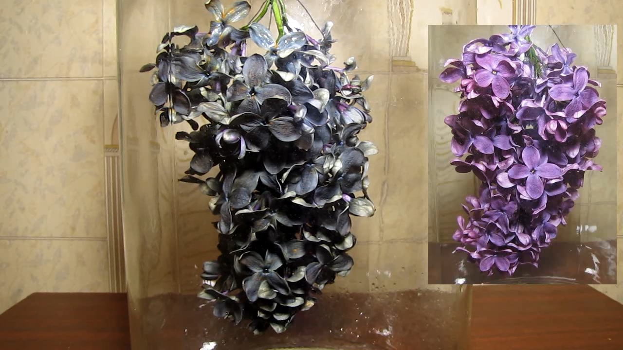 Treatment of purple lilac flowers with ammonia