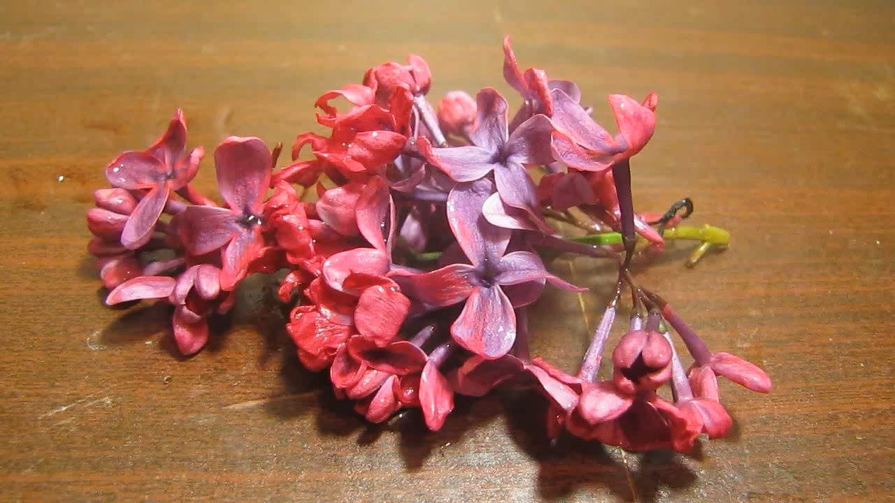 Treatment of purple lilac flowers with hydrochloric acid